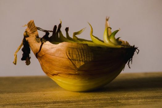 Onion halves on a piece of wood, Onion rot, Onion grows.