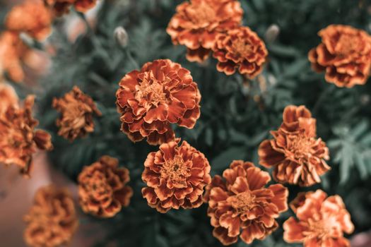 Real beauty nature background. Tagetes herb flower plant Asteraceae marigolds saffron. Bloom golden orange yellow Brown maroon petal. Ray disc circle floret. Horticulture, floral design summer autumn.