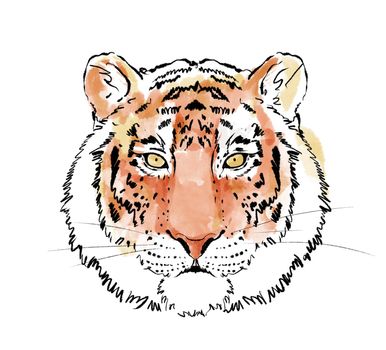 Colorful Tiger art. Wild animal watercolor illustration isolated on white background.