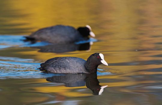 coots swims on a spring lake, wild nature