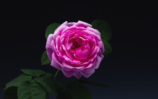 pink rose on black background, cosmetics