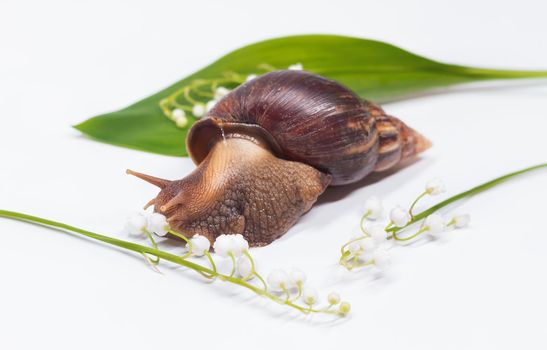 snail and spring flowers on white background, cosmetics