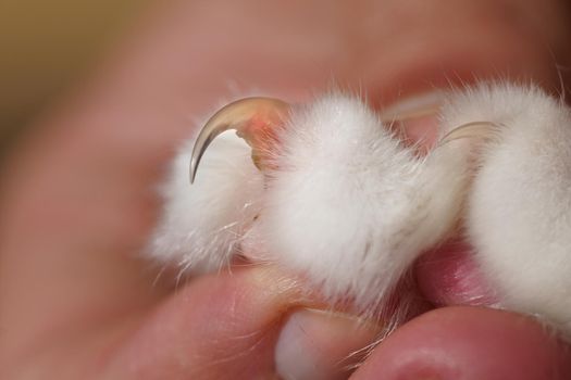 Closeup photo of hand holding cat paw with long and sharp cat claw. High quality photo