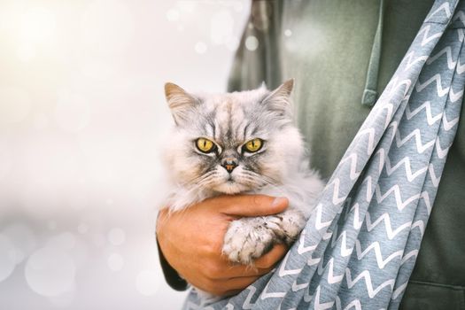 Beautiful grey cat sitting in shoulder cat bag carrier in owner arms outdoors. High quality photo