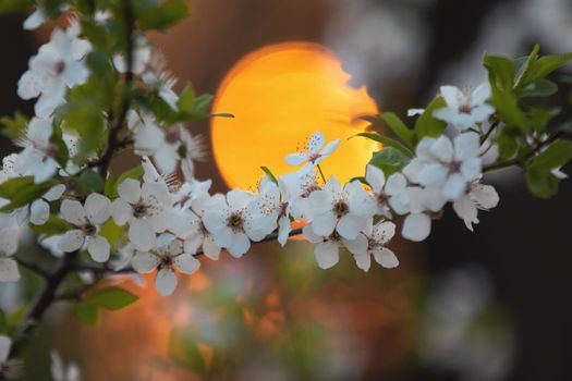 spring blossom on tree at sunrise, Spring