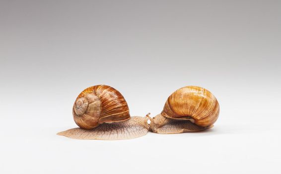 two snails met face to face on a white background