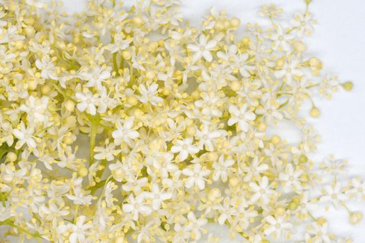white elderberry blossom close-up on a white background, cosmetics