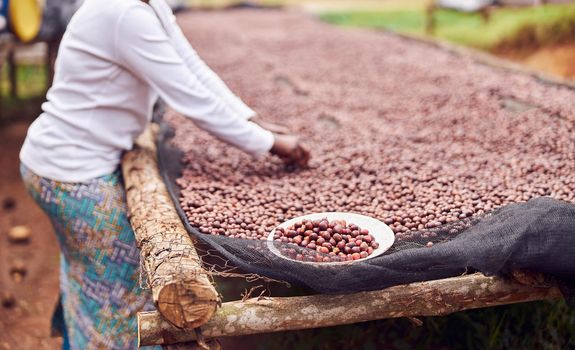 african workers are picking out fresh coffee beans at washing station