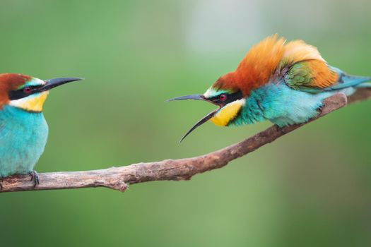 beautiful colored birds clash on a branch, wild nature