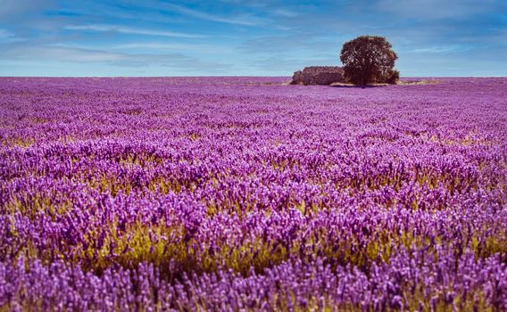 Lavender fields in the province of Guadalajara in Spain. The foreground is out of focus to be used as a copy space.