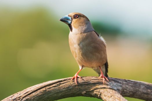 grosbeak on a branch looking to the side,wild nature