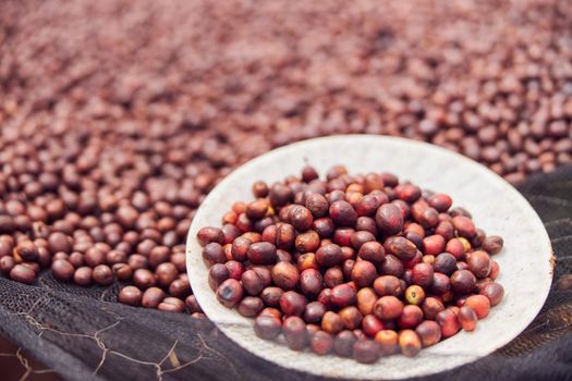 african workers are picking out fresh coffee beans at washing station