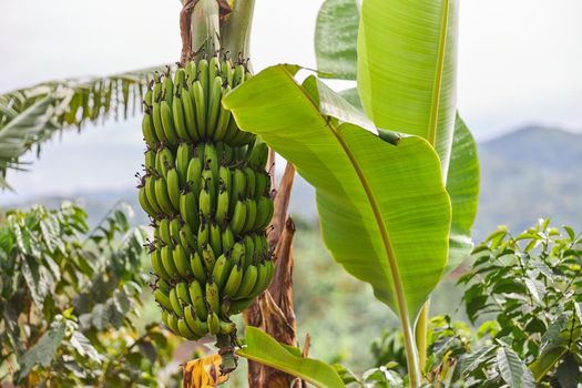 Green tropical banana is growing at a palm tree at mountain region of eastern Africa