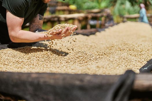 african workers are picking out fresh coffee beans at washing station