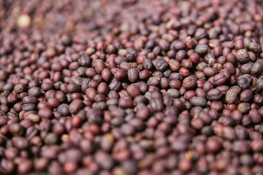 african workers are picking out fresh coffee beans at washing station