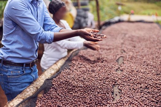 african workers are picking out fresh coffee beans at washing station