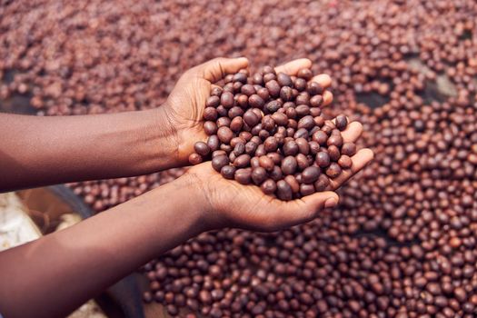 african workers are picking out fresh coffee beans at washing station