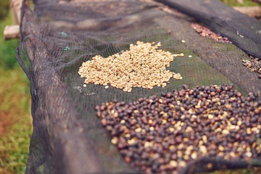 coffee natural drying process at washing station at the mountain region of eastern africa