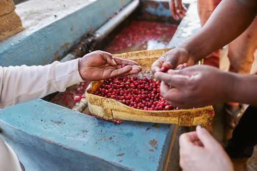 african workers are picking out fresh coffee beans at washing station