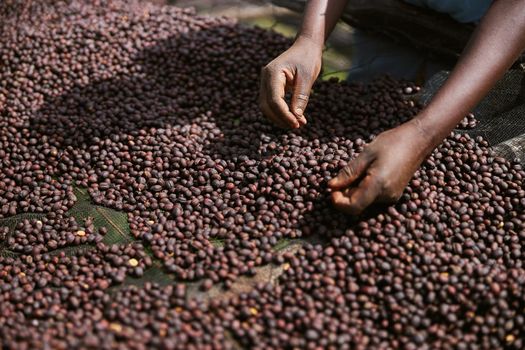 african workers are picking out fresh coffee beans at washing station