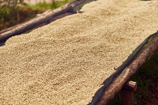 coffee natural drying process at washing station at the mountain region of eastern africa