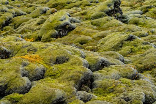 Bright green moss over lava field