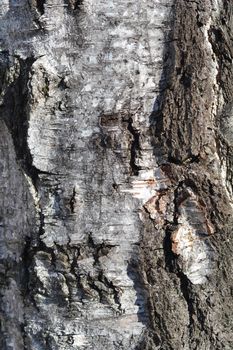 Common birch bark detail - Latin name - Betula pendula