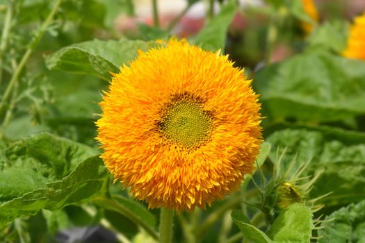 Sunflower Teddy Bear flower - Latin name - Helianthus annus Teddy Bear