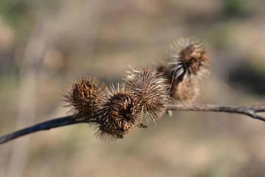 Lesser burdock dry seed heads - Latin name - Arctium minus