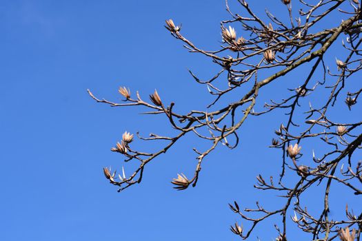 Tulip tree branches with dry flowers and buds against blue sky - Latin name - Liriodendron tulipifera