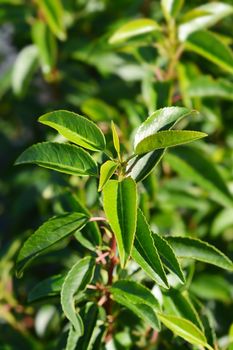 Portuguese Laurel Cherry leaves - Latin name - Prunus lusitanica Angustifolia