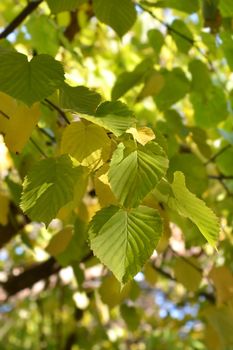 Handkerchief tree leaves - Latin name - Davidia involucrata var. Vilmoriniana