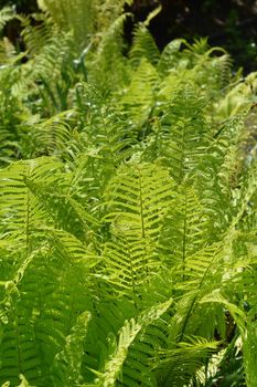 Ostrich fern leaves - Latin name - Matteuccia struthiopteris