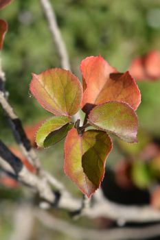 Yellow hibiscus leaves - Latin name - Talipariti hamabo