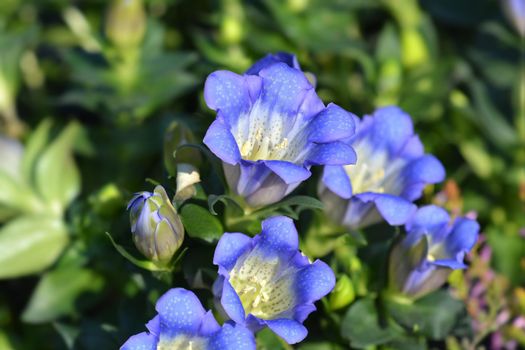 Japanise gentian flowers - Latin name - Gentiana scabra