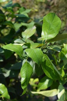 Lemon leaves - Latin name - Citrus limon