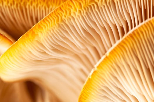 Mushrooms pattern for design. Oyster mushrooms. Healthy eating Eco food Vegetarian. Background. Soft focus.