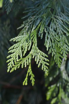 Western Red Cedar branch - Latin name - Thuja plicata