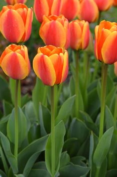 Tulip Apeldorns Elite flowers - Latin name - Tulipa Apeldorns Elite