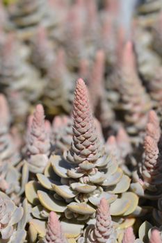 Orostachys Chinese Hat - Latin name - Orostachys iwarenge Chinese Hat