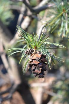 Japanise White Pine Negishi branch with cones - Latin name - Pinus parviflora Negishi