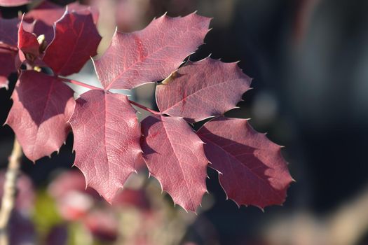 Oregon grape leaves - Latin name - Berberis aquifolium (Mahonia aquifolium)