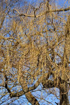 Golden Weeping Willow branches with buds - Latin name - Salix alba subsp. vitellina Pendula
