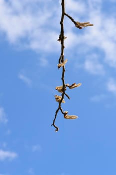 White poplar branch with flowers against blue sky - Latin name - Populus alba