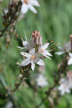 Summer Asphodel flowers - Latin name - Asphodelus aestivus