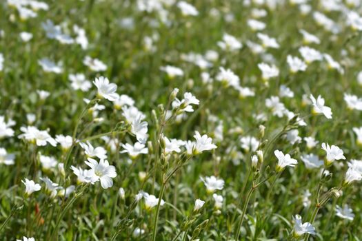 Field chickweed flowers - Latin name - Cerastium arvense