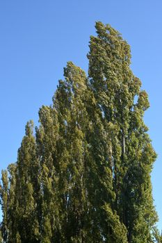 Lombardy poplar tree against blue sky - Latin name - Populus nigra var. italica