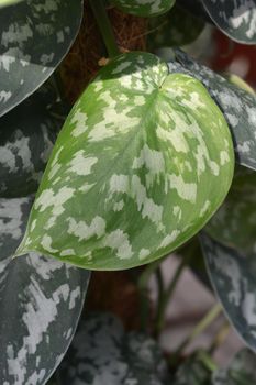Satin pothos leaves - Latin name - Scindapsus pictus
