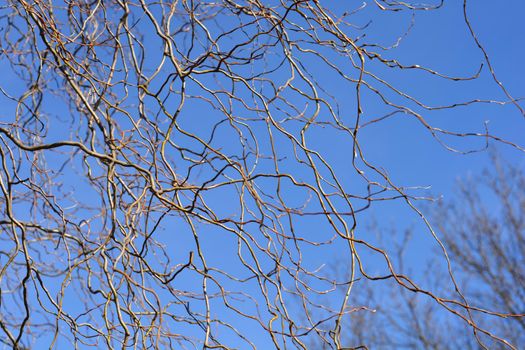 Dragons claw willow bare branches against blue sky - Latin name - Salix matsudana Tortuosa