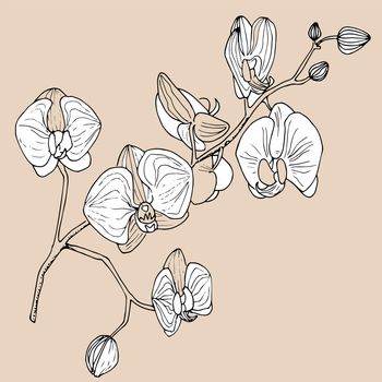 Orchids illustration on a beige background